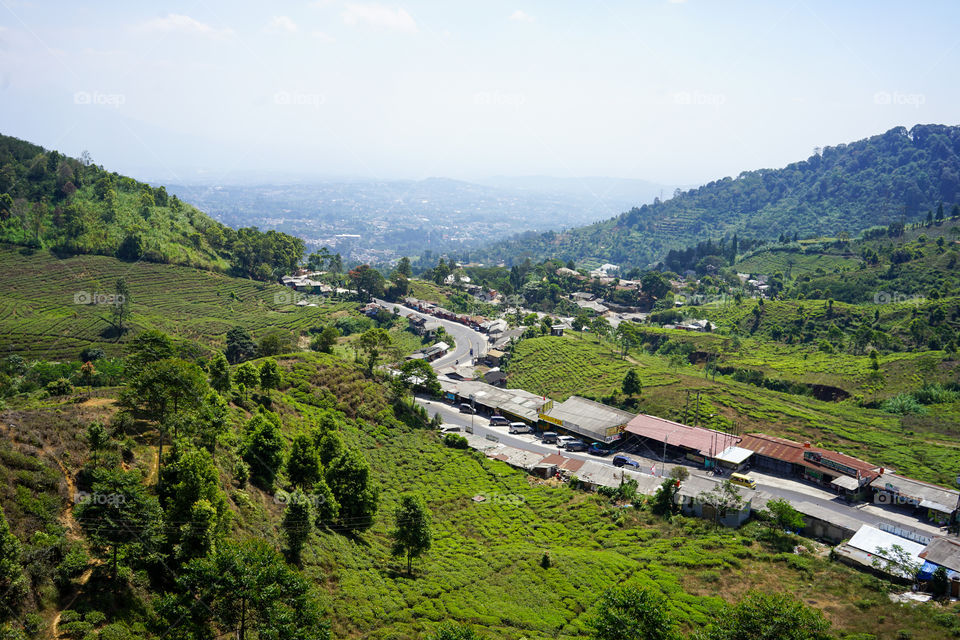 tea plantation in puncak, west java, indonesia