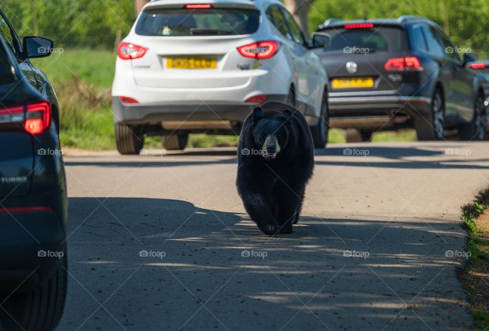 Bear striding on busy road. North American Black Bear.  Ursus Americanus.