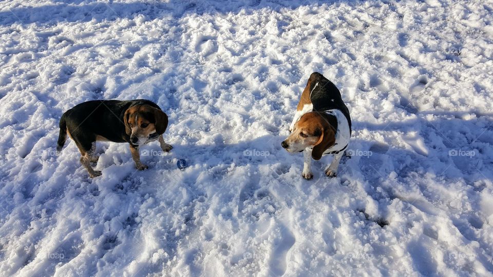 Two beagles playing ball in the snow.