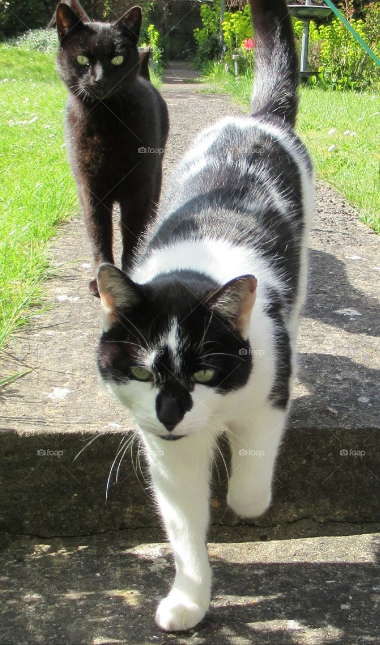 Two brothers looking to see if we have any food for them. These are my next door neighbours cats. Best of friends with our cat🐈