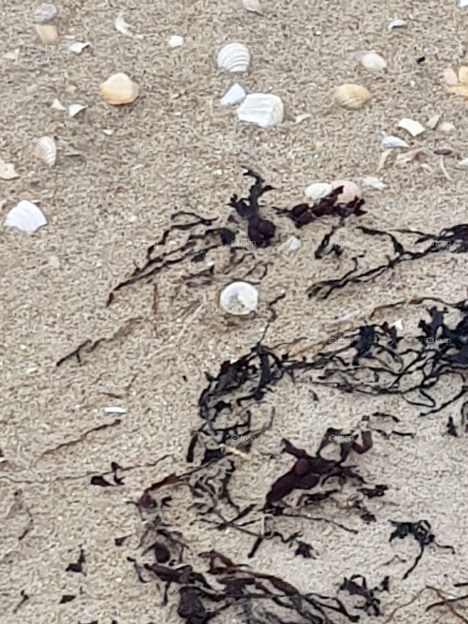 Shells on the beach
