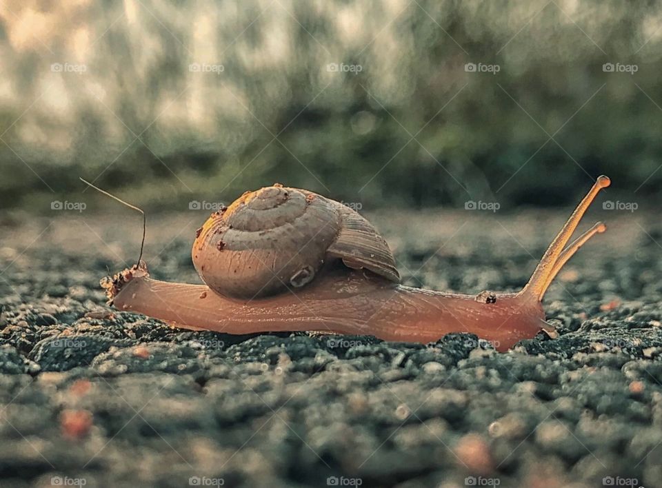 snail