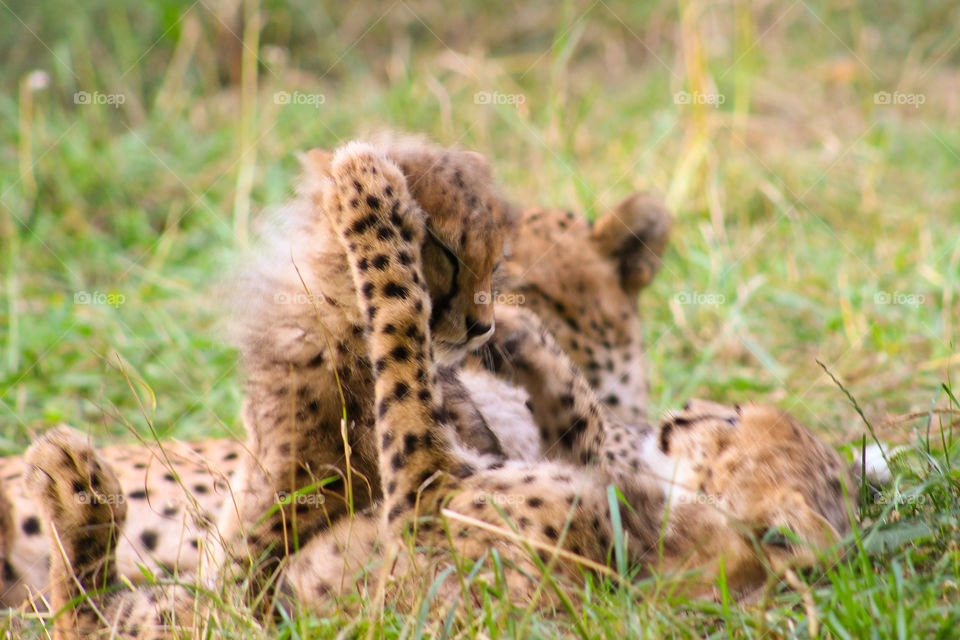 cheetah baby fight siblings paw cat 
