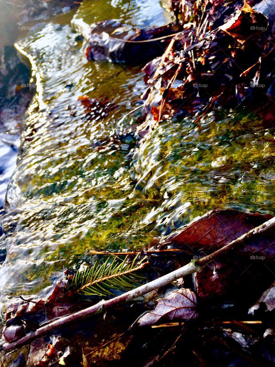 Mossy water
