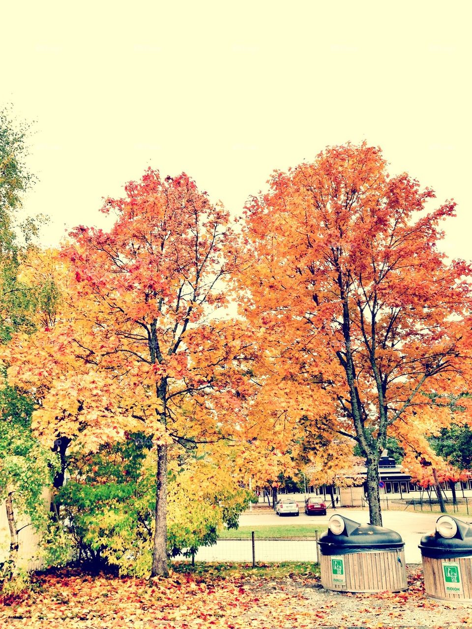 autumn trees