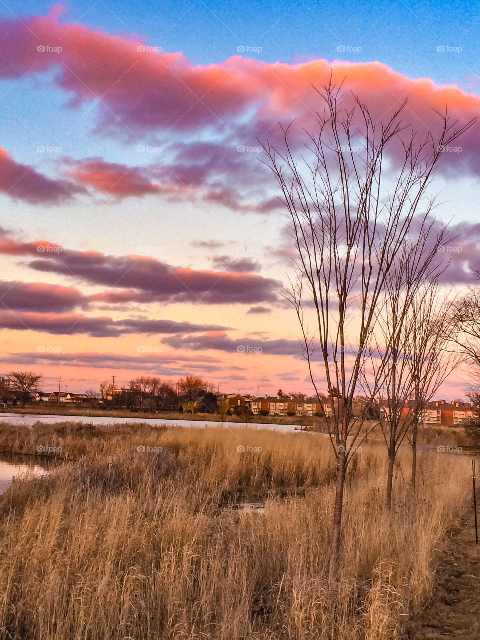 Colorful sky over a prairie with a lake in the distance, skinny leafless trees line the pathway on the other side. Winter’s end is near 