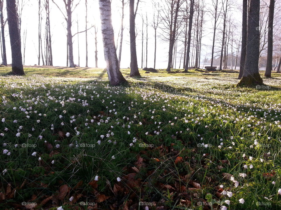 Lovely spring flower