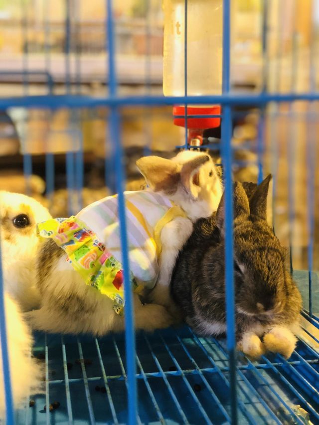 Beautiful Rabbits