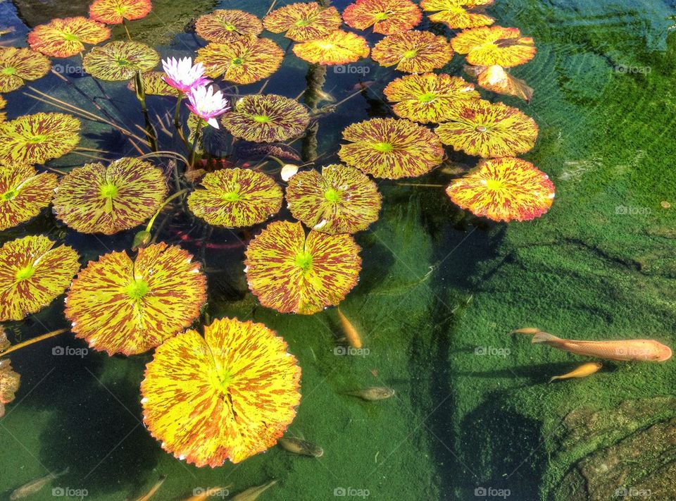 lily pads 