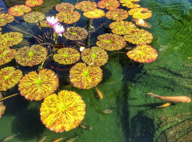 lily pads 
