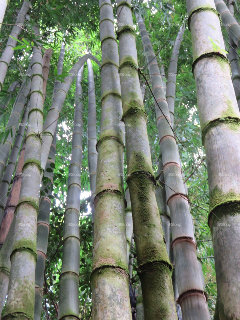 Bamboo Forrest 