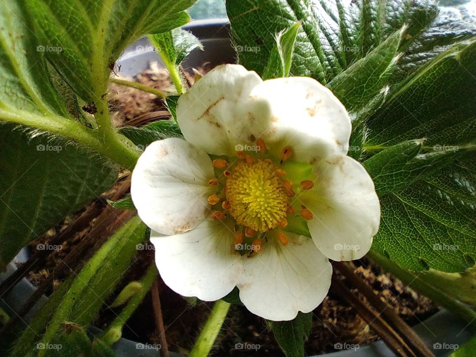 strawberry flower