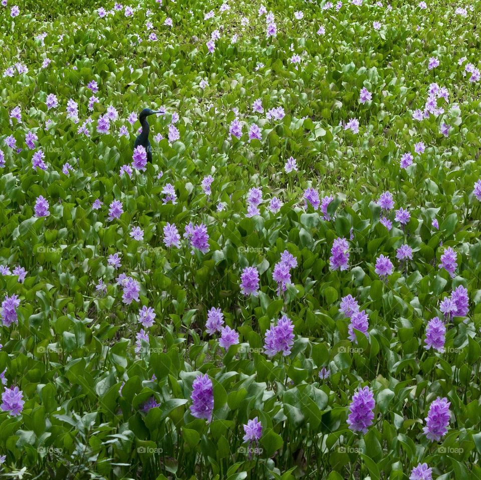 Purple Marsh