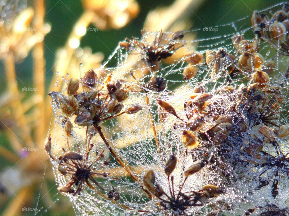 verblühte Pflanze eingehüllt im Spinnennetz
