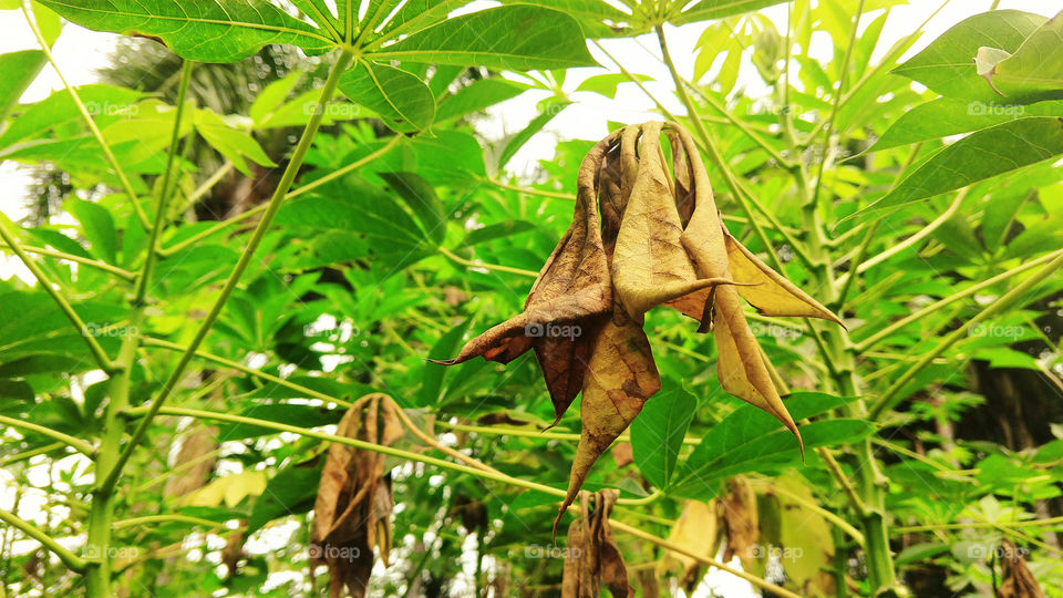 Folhas verdes e secas, pés de mandioca, macaxeira, aipim. Cozinha, alimentos.
