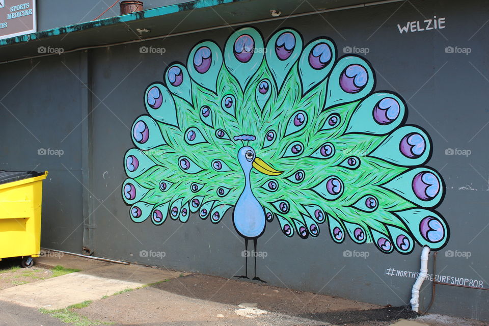 Peacock on a Wall