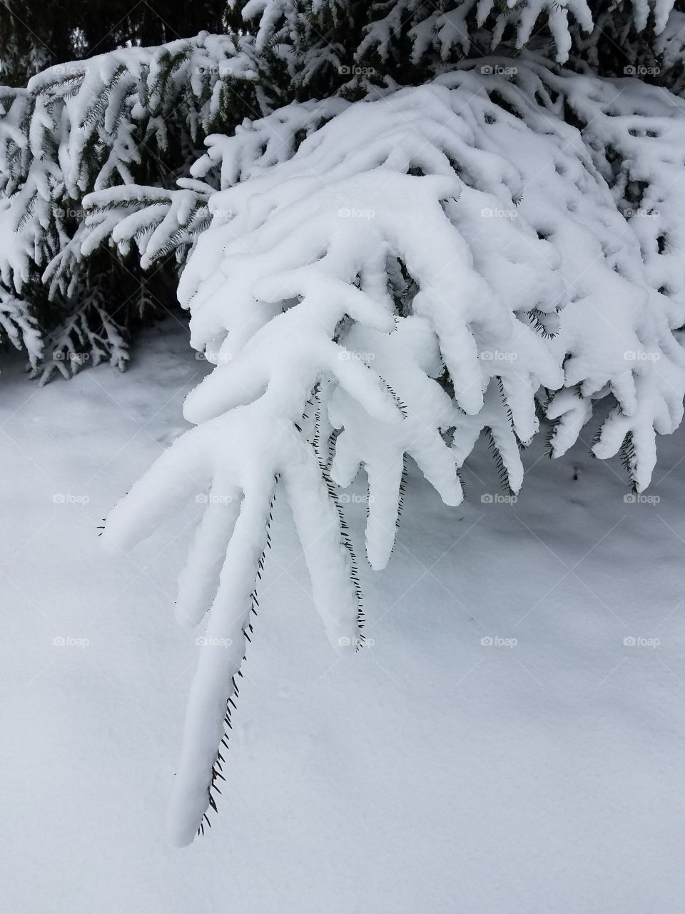 pine in snow