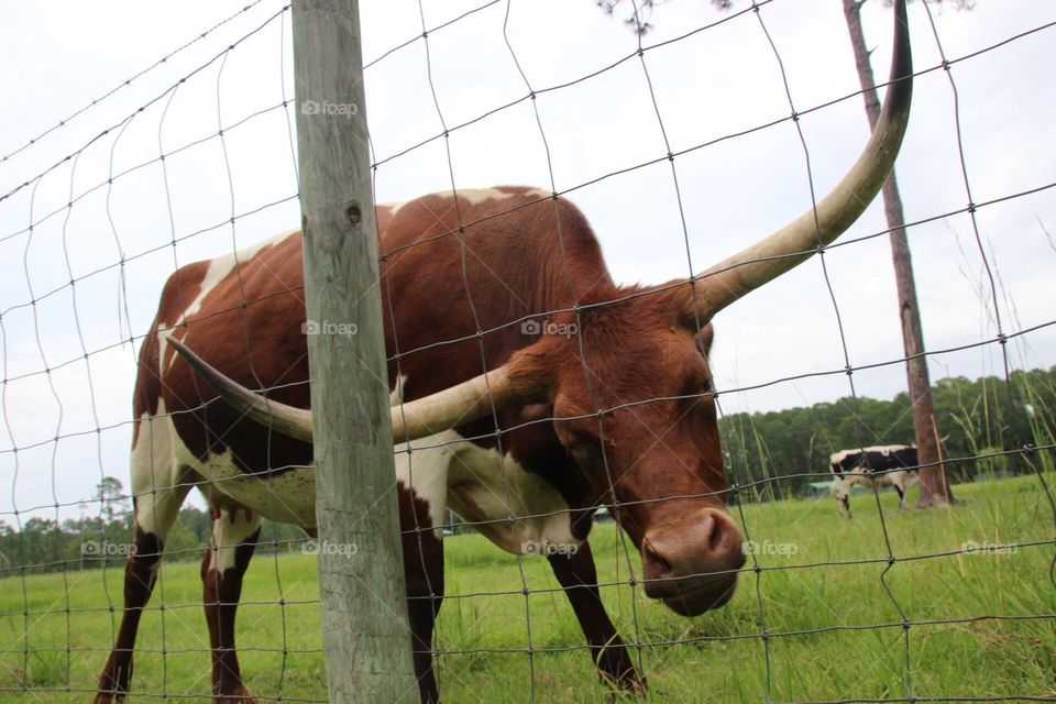 Longhorn cattle at farm near fence