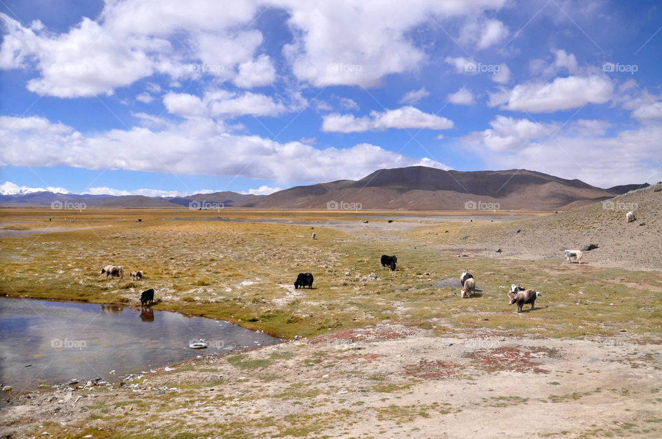 yaks at the lake in Tibet