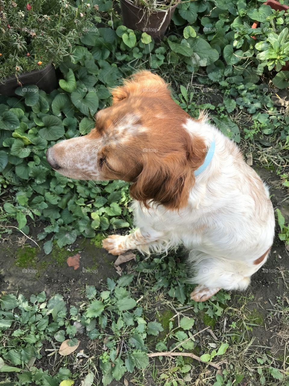 This is how a hunter-breed dog is looking carefully for his prey, as it moves slowly around the beautiful green nature.