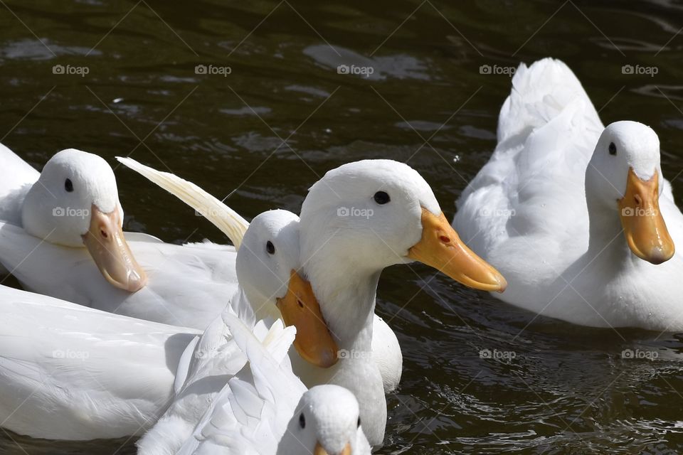 White Ducks