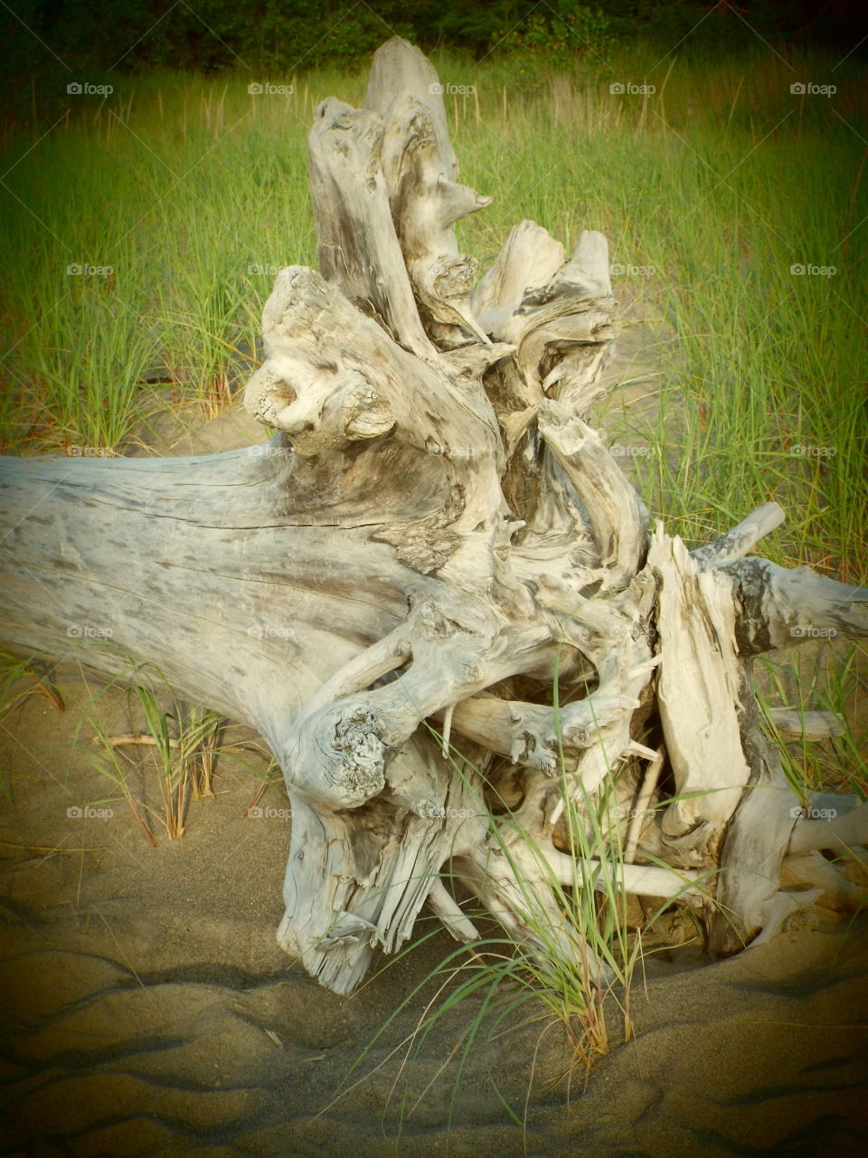 driftwood