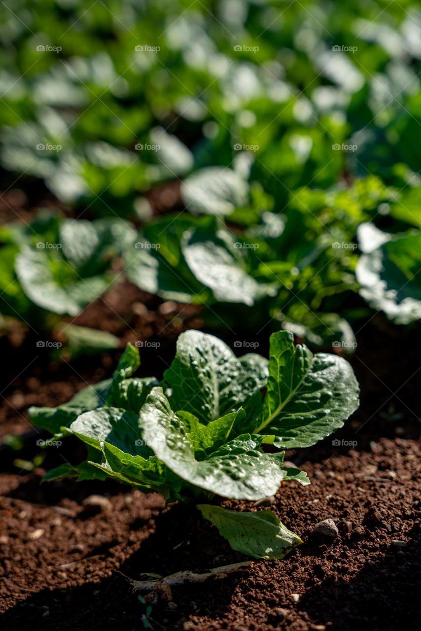 Growing cabbage on the field.  Close up of plant. Agriculture.