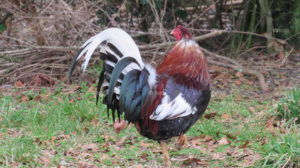 Bantam Rooster standing on one leg