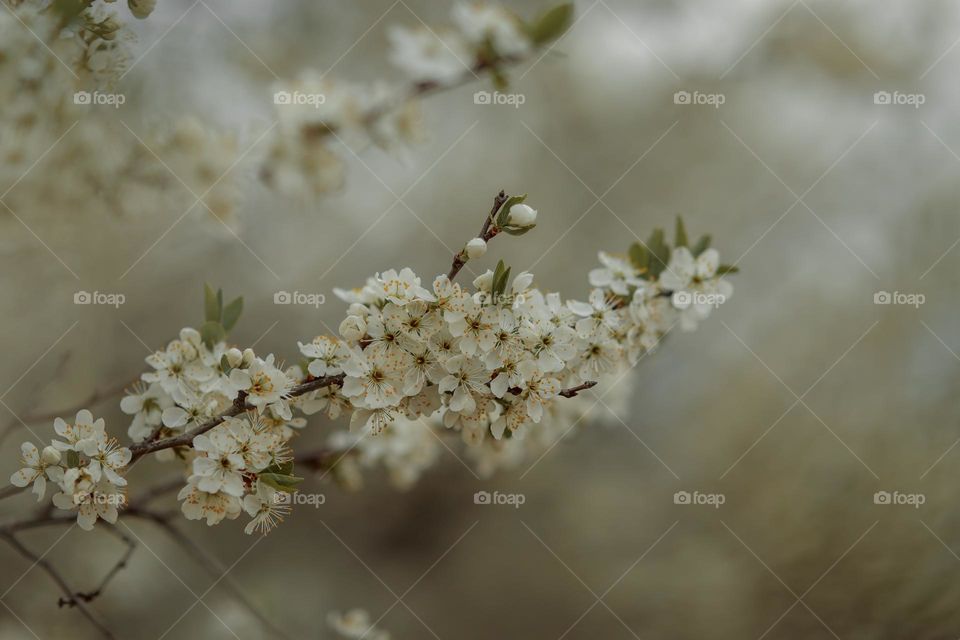 Cherry tree blossom 