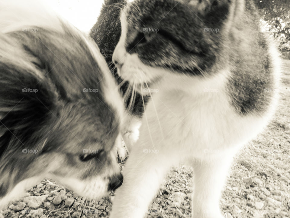 good friends dog and cat