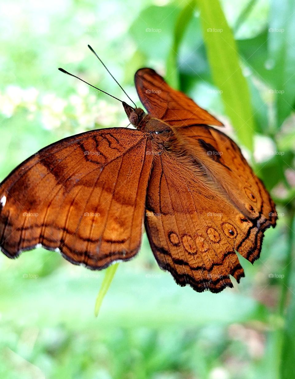 Junonia hedonia, brown pansy, brown sissy, army brown or brown argus, is a butterfly found in Southeast Asia, Indonesia, and Australia