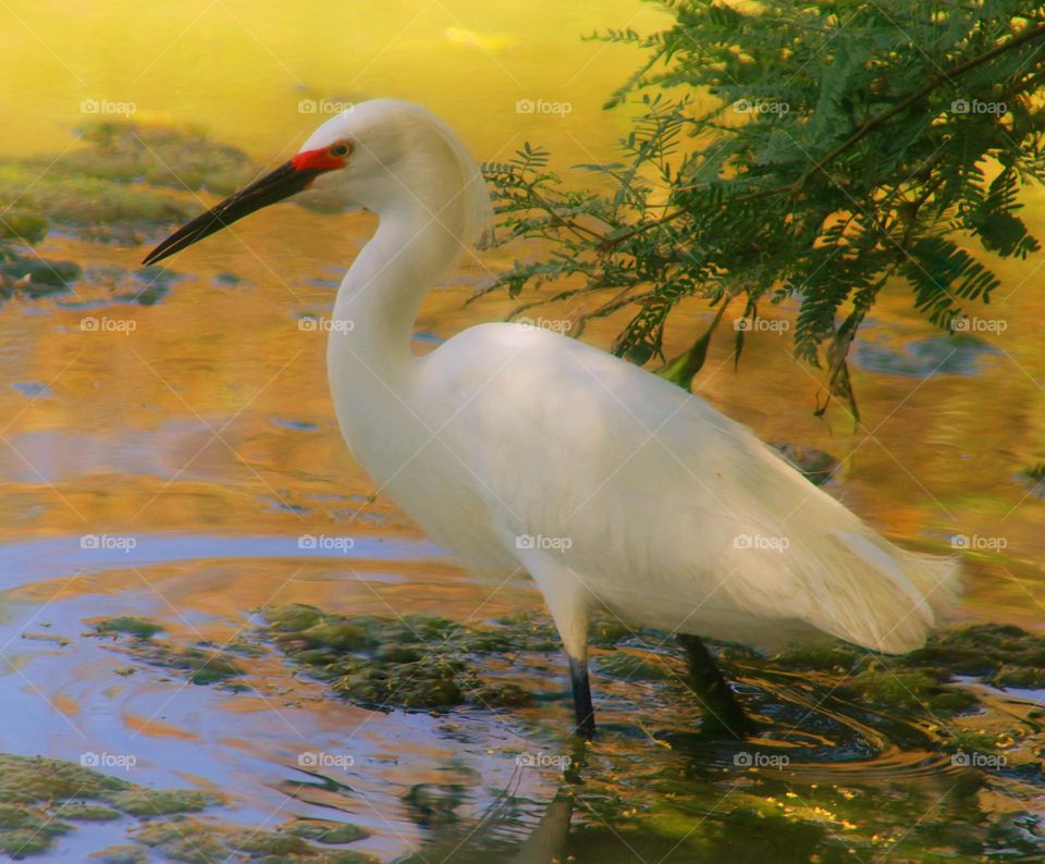 Egret in Light of Dawn