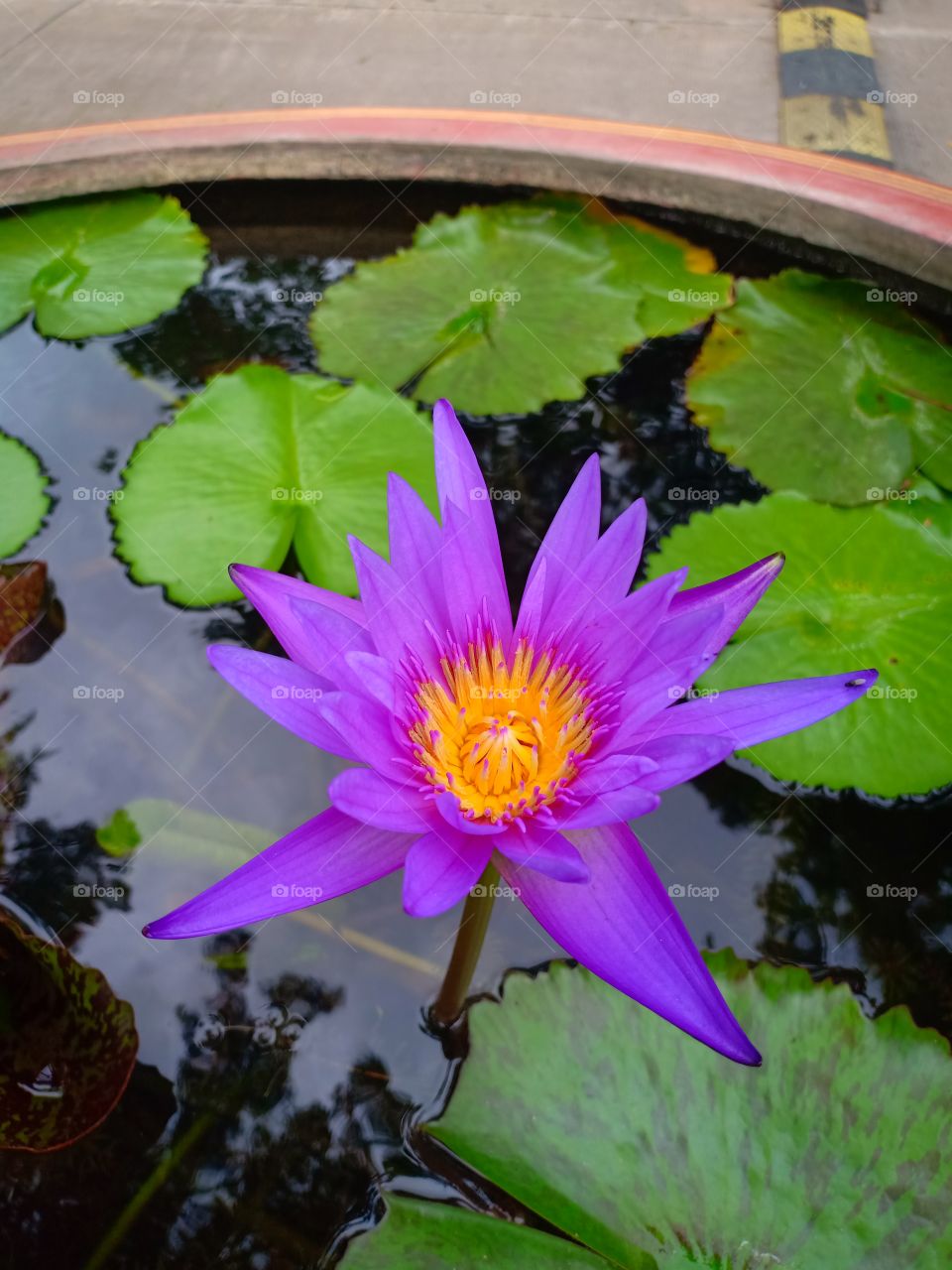 Purple lotus flower, which grows naturally in water.