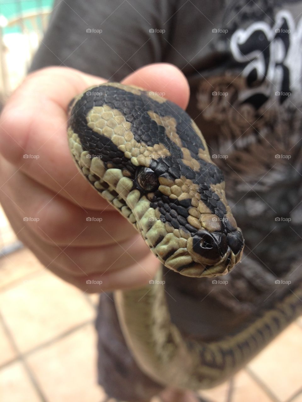 Person hand holding snake