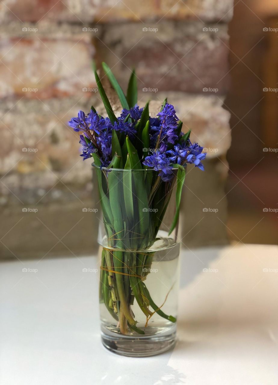 purple flowers in a vase