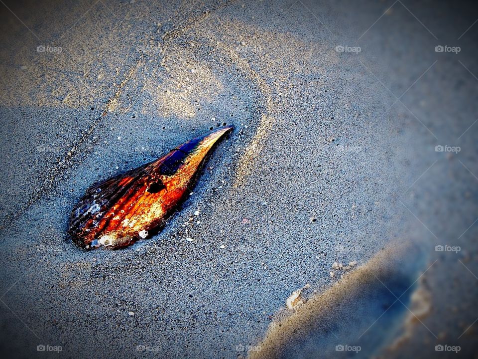 Shell on the beach - Marco Island, Florida 