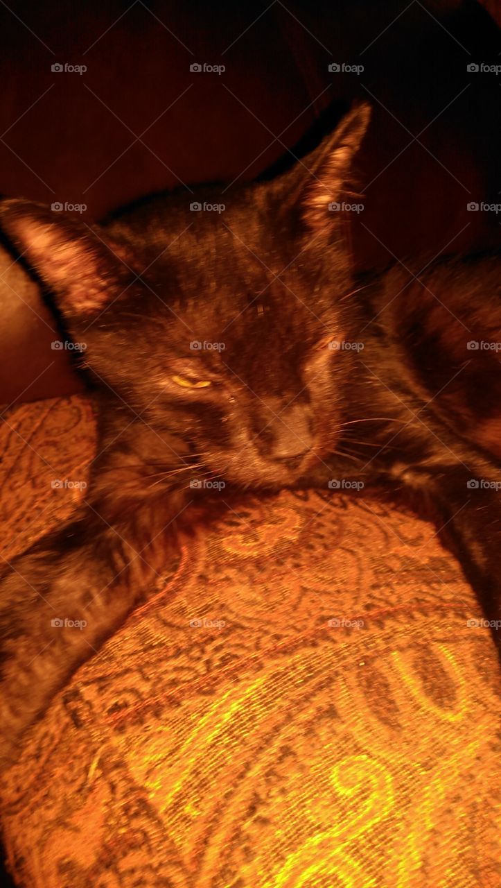 Cat, Pet, Cute, Sleep, Animal