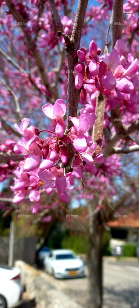 spring blooming