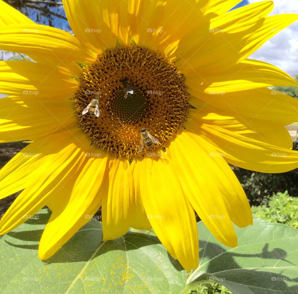 Bees happily collecting sunflower pollen