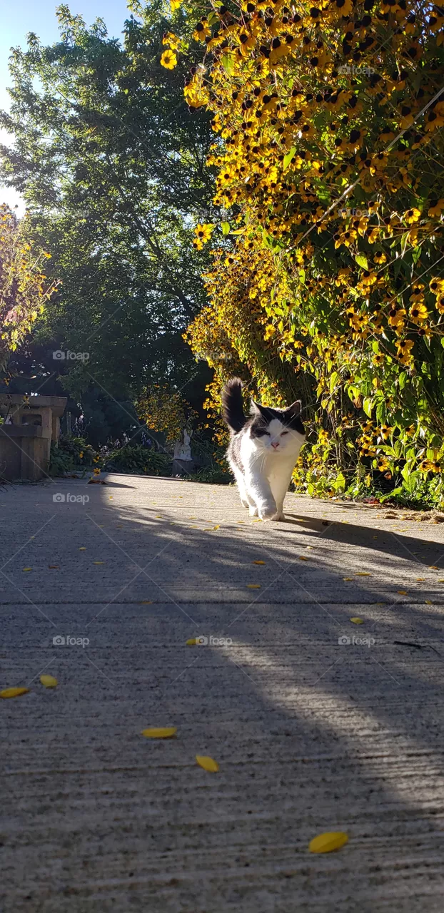 Long-haired White & Black Cat Walking Along Flowerbed
