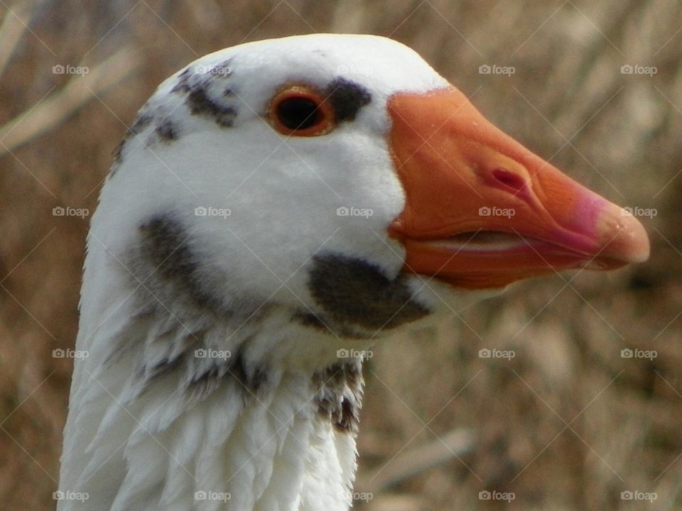 Wild Animals of the United States - White and Black Goose
