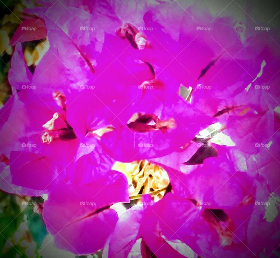 Abstract Blossoms, Filtered