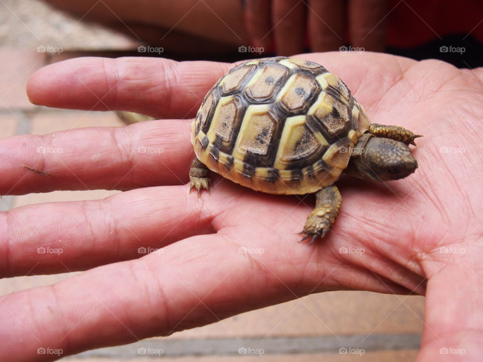 Baby turtle on human hand