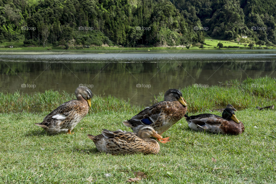 Ducks on the shore of Lagoa Verde, Sete Cidades, Sao Miguel, Azores, Portugal