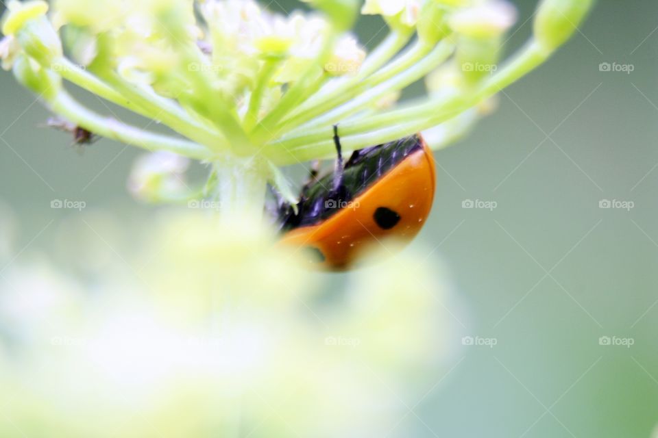 Orange beetle