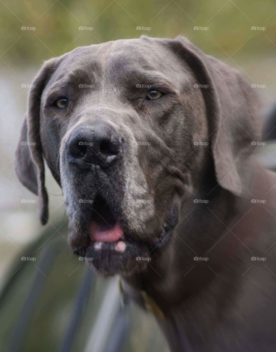 Great dane.  Caught handing out a car