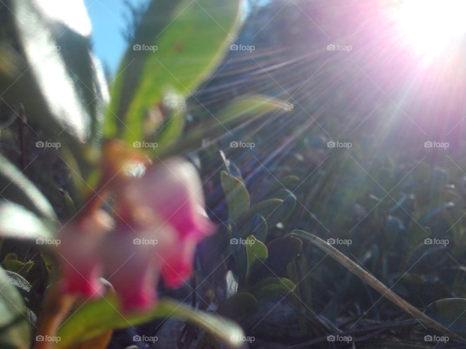 sunbeams on flower. sun beams 