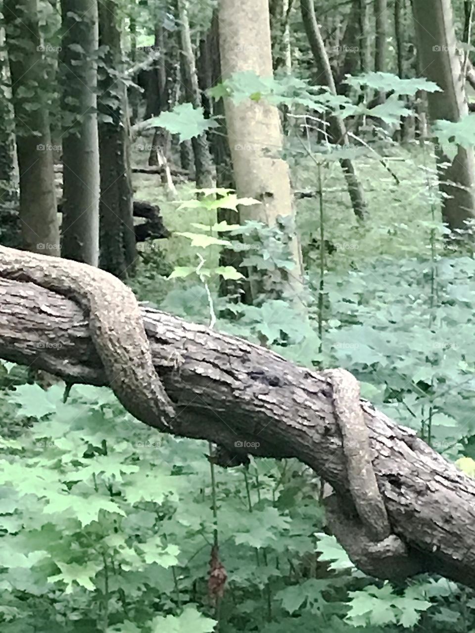 Rolled lethal bramble ... heavy thickness