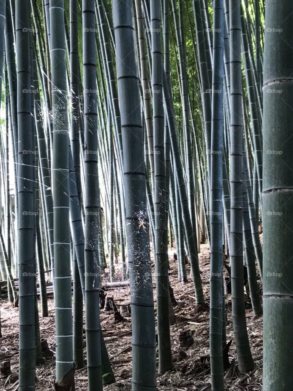 Spider in Bamboo Forest: Japan 2017