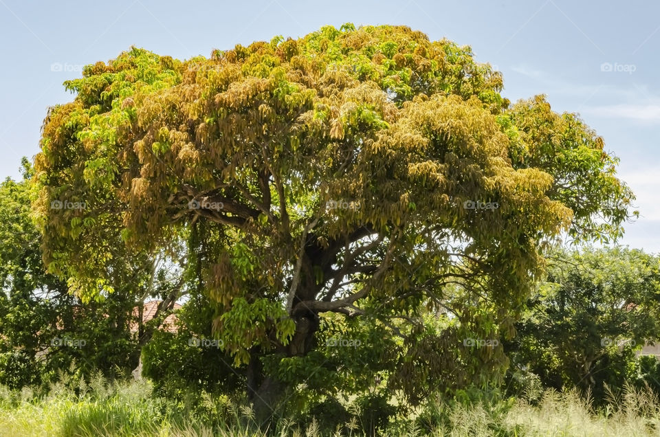 Closeup of Mango Tree Growing,
